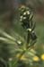 Galium aparine