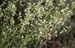 Galium fruticescens(2)