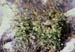 Galium fruticescens