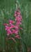 Gladiolus italicus(2)