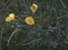 Glaucium flavum