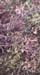 Globularia alypum(2)