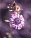 Globularia alypum