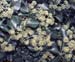 Hedera helix(2)