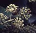 Hedera helix(3)