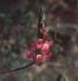 Hedysarum confertum