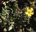 Helianthemum croceum (3)