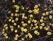 Helianthemum hirtum