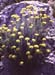 Helichrysum stoechas(3)