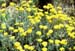 Helichrysum stoechas