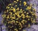 Hippocrepis valentina