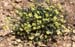 Hirschfeldia incana 