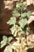 Hyoscyamus albus