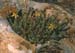 Hypericum ericoides(2)