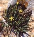 Hypericum ericoides