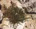 Inula crithmoides(3)