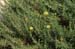 Inula crithmoides