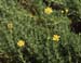 Inula crithmoides2