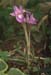 Iris sisyrinchium