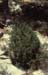 Juniperus phoenicea