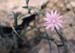 Lactuca tenerrima(2)
