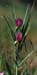 Lathyrus clymenum