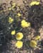 Launaea pumila