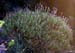 Lavandula dentata