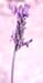 Lavandula multifida(2)