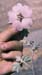 Lavatera maritima(2)