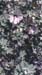Lavatera maritima