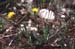 Leontodon longirrostris