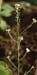 Lepidium graminifolium
