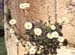 Leucanthemum paludosum(2)