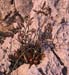 Limonium rigualii