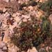 Limonium scopulorum(2)