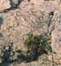 Limonium scopulorum