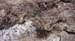 Limonium virgatum