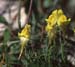 Linaria supina