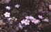 Linum narborense(2)