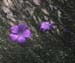 Linum narborense