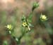 Linum strictum(2)