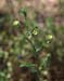 Linum strictum