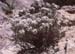 Lobularia maritima
