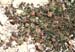 Medicago orbicularis