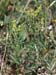 Melilotus sulcatus