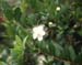 Myrtus communis
