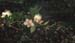 Myrtus communis2
