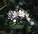 Nothoscordum gracile(2)