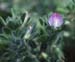 Ononis reclinata(2)
